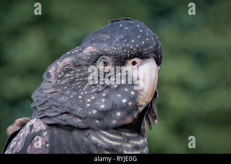 A very close portrait of a red tailed black cockatoo. It is looking left against a green background and shows the head only Stock Photo