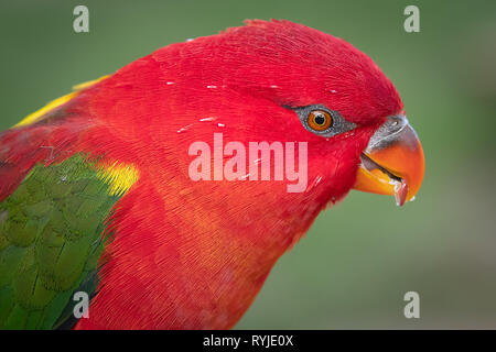 A very close portrait of a chattering yellow backed lorikeet. It is looking down against a green background Stock Photo