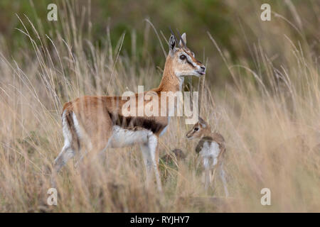 Thomson’s Gazelle, Kenya Africa Stock Photo
