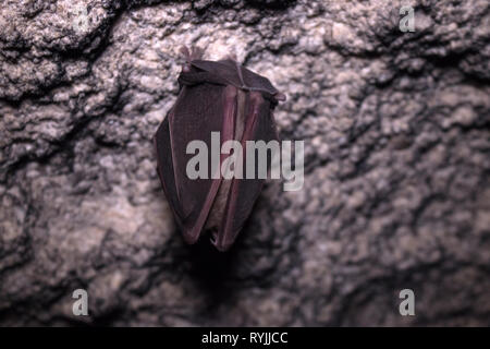 Bats sleep in dungeon upside down, wrapped in wings like black cloak, like devil in darkness. Horseshoe-nosed bat (Rhinolophus ferrumequinum); wings c Stock Photo