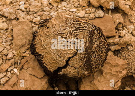 Tabulate fossil corals in the desert of Saudi Arabia near Riyadh Stock Photo