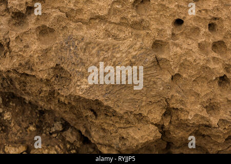 Fossil tabulate corals (longitudinal section) in the desert of Saudi Arabia near Riyadh Stock Photo