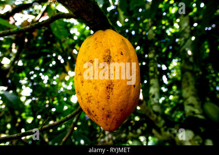 Cocoa plantation near Agboville, Ivory Coast. Ripe pod. Stock Photo