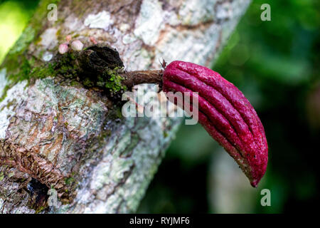Cocoa sapling in a plantation near Agboville, Ivory Coast. Stock Photo
