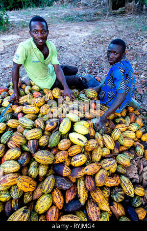 Cocoa planters sitting on pods near Agboville, Ivory Coast. Stock Photo