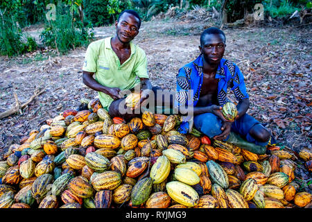 Cocoa planters sitting on pods near Agboville, Ivory Coast. Stock Photo