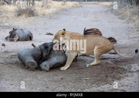 Lioness (Panthera leo) feeding on kill.  Kruger National Park. South-Africa. Stock Photo