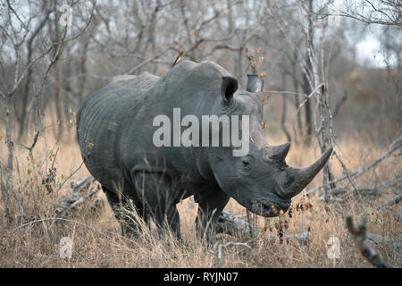 Rhinoceros ( Ceratotherium simum )in savanna.  Kruger National Park. South-Africa.
