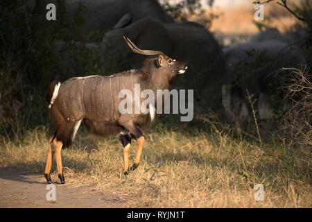 Nyala (Tragelaphus angasii).  Kruger National Park. South-Africa. Stock Photo