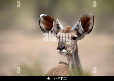 A female greater kudu.  Kruger National Park. South-Africa. Stock Photo