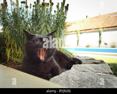 Black cat gaping Stock Photo