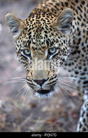 African Leopard  (Panthera pardus) in savanna.  Kruger National Park. South-Africa. Stock Photo