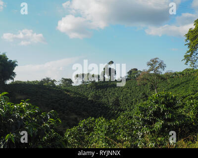 Overlooking a coffee plantation in Qundio, Colombia Stock Photo