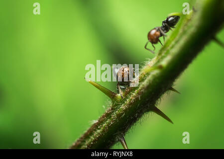 Macro close-up of two ants walking on a plant Stock Photo
