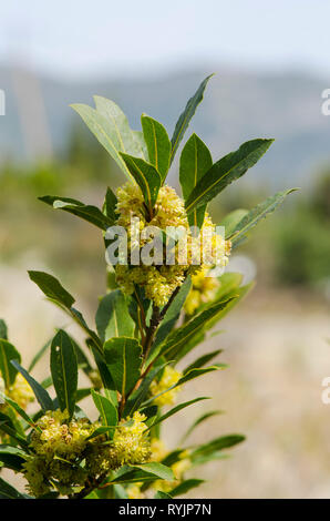 Bay laurel (Laurus nobilis) branch, flowering, Spain. Stock Photo
