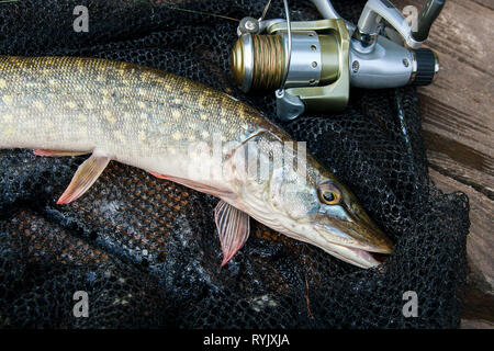 Freshwater Northern pike fish know as Esox Lucius and fishing rod with reel  lying on vintage wooden background. Fishing concept, good catch - big fres  Stock Photo - Alamy