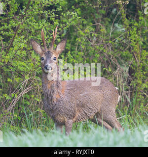 portrait natural male roe deer buck (capreolus capreolus) standing in meadow Stock Photo