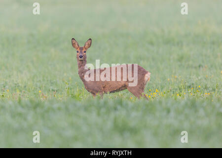 female natural roe deer (capreolus capreolus) standing in green grassland Stock Photo