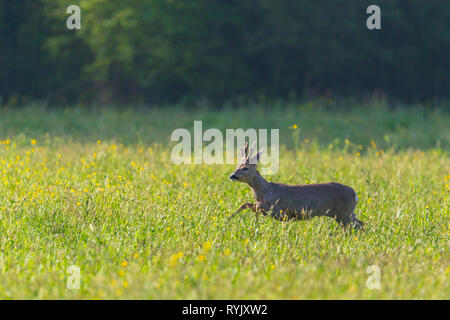 silhouette of natural male roe deer buck (capreolus) jumping, green grassland Stock Photo