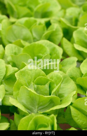 Organic hydroponic vegetable farm.   Lettuce rows in greenhouse.  Dalta. Vietnam. Stock Photo