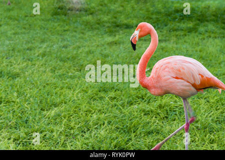 Three beautiful flamingos, two pink flamingos and one white flamingo stand in row together on one leg on green Stock Photo