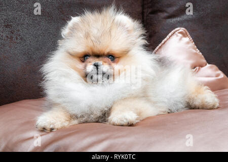 Cute Pomeranian puppy dog lying on golden satin pillow on the bed. Close up. Stock Photo