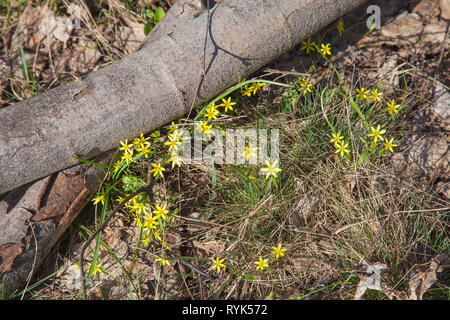 Gagea lutea, the Yellow Star-of-Bethlehem blooming in the spring forest. Gagea lutea is a genus of herbaceous bulbous plants of the Lily family (Lilia Stock Photo