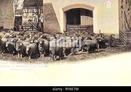 Shepherds in Germany, Sheep husbandry in Germany, Sheep in Germany, Leutewitz (Käbschütztal), 1901, Landkreis Meißen, Merino (breed), Leutewitz, Stammschäferei Stock Photo