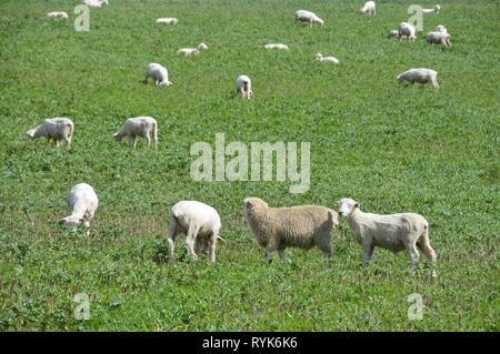 sheep on the meadow waiting to get shorn Stock Photo