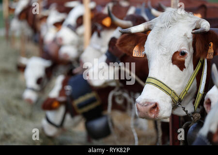 Abondance cow in the french Alps.  France. Stock Photo