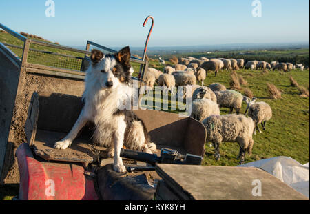 Border Collie sheepdog sitting on an ATV, with a flock of ewes and lambs in the background, Chipping, Lancashire. Stock Photo