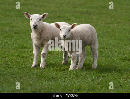 Texel sired lambs from Mule ewes, Dunsop Bridge, Lancashire, UK. Stock Photo