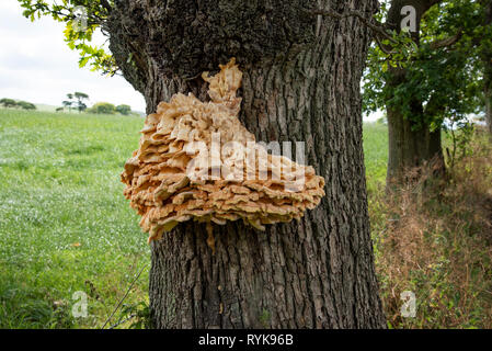 Orange and yellow bracket fungus growing on an oak tree, Whitewell, Clitheroe, Lancashire. Stock Photo