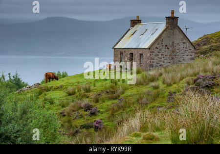 Highland cow and calf near Shieldaig, Scottish Highlands. Stock Photo