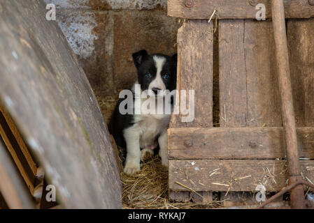 A Border Collie puppy in a farm building, Pwllheli, Lleyn Peninsula, North Wales. Stock Photo