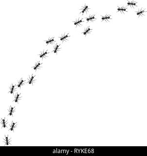 A line of worker ants marching in search of food. Vector illustration Stock Vector