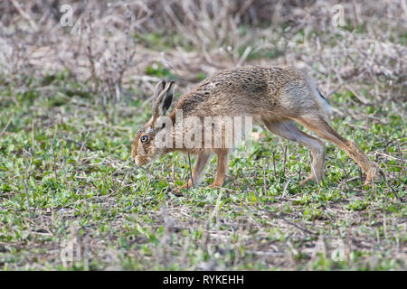 Brown or European hare (Lepus europaeus) stretching prior to running Stock Photo