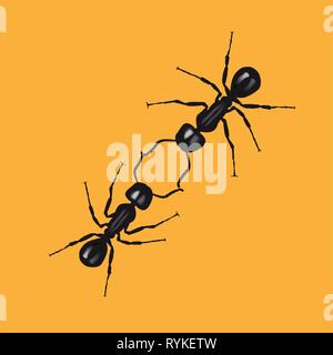 Two ants communicate by touching their antennas. Vector illustration on white background Stock Vector