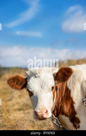 Young calf, selective focus, on a pasture farm. Farm animals Stock Photo