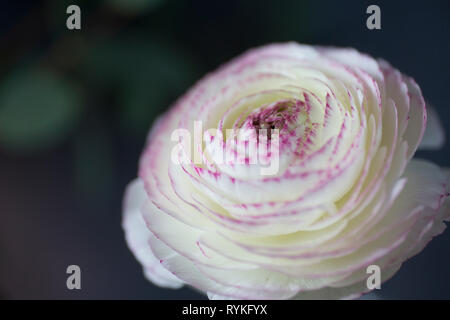 Ranunculus white flower with pink edge on the petals Stock Photo
