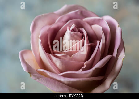 Pink Rose, single dusky pink rose flower in close up Stock Photo