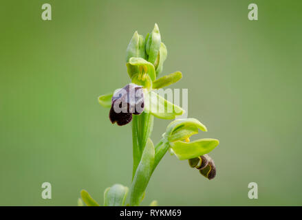 Ophrys fusca, sombre bee-orchid or the dark bee-orchid, Andalusia, Spain Stock Photo