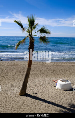 Palm tree on the beach in Marbella, Costa del Sol, Spain Stock Photo