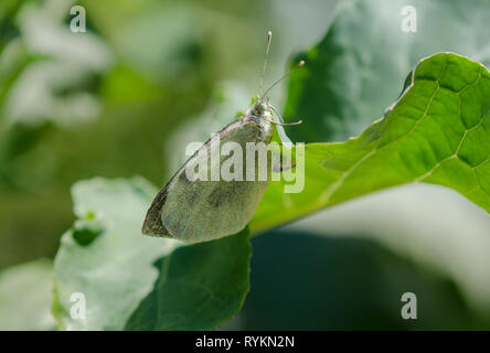 Large white butterfly, laying eggs, Pieris brassicae on cabbage, Spain. Stock Photo