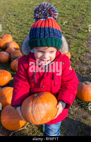 two year old boy picking pumpkins for Halloween, wearing a red coat and bobble hat, smiling, UK Stock Photo