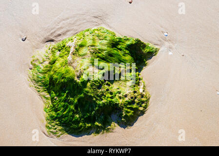 Green seaweed on rock as the tide goes down at the beach Stock Photo