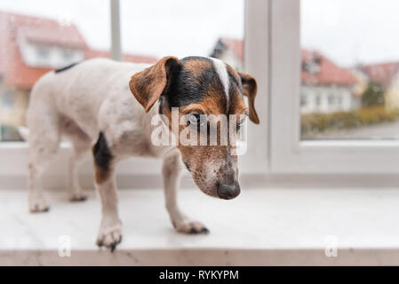 Dog is standing at rain on the window . Cute Jack Russell Terrier doggy 11 years old. Stock Photo