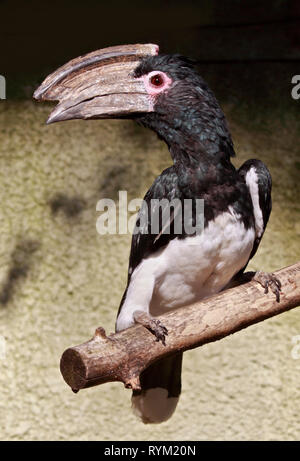 Trumpeter Hornbill (bycanistes bucinator) Stock Photo