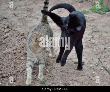 Two domestic cats playing, gray female cat and black male cat, Felis catus Stock Photo