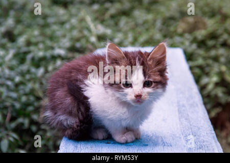 little kitten gray color sits in the summer garden, closeup Stock Photo